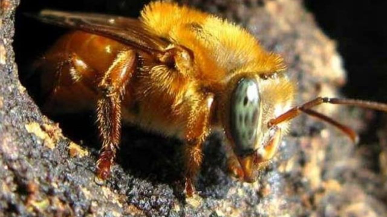 Abelha Uruçu-Amarela